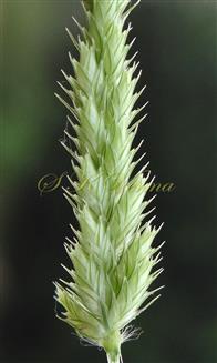   Raceme- Spikelets in 2 alternating rows